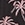Island Haze Men's 17" Palmlaza Printed Swim Trunks - Image 3