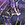 Sporti Cosmic Web Jammer Swimsuit (22-44) - Image 10
