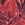 TYR Women's Crystalized Durafast Elite Diamondfit One Piece Swimsuit - Image 31